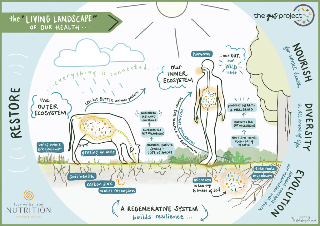 A healthy living system - Gut Project - Lucy Williamson